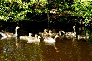 gezinnetjes Grauwe Gans