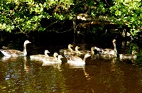 gezinnetjes Grauwe Gans