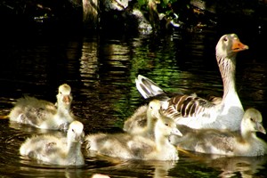 gezinnetje Grauwe Gans