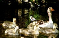 gezinnetje Grauwe Gans