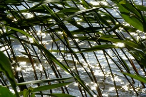 zon speelt in water - rietkraag