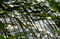 zon speelt in water - rietkraag
