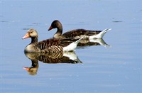 grauwe gans