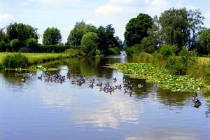 volwassen geworden gezinnetjes Brandgans