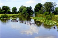volwassen geworden gezinnetjes Brandgans