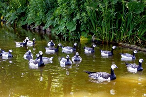 volwassen geworden gezinnetjes Brandgans