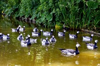 volwassen geworden gezinnetjes Brandgans