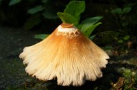 Inktzwammetje?, Houten, Inktzwam