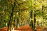 Herfstkleurenpracht, Visserssteeg, de Bilt