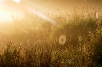 Ochtendzon in lage mist, Nieuw Wulven