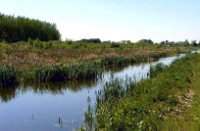 Lisdoddebegroeiing langs water, Nieuw Wulven, Lisdoddeboorder
