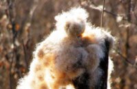 Lisdoddepluis, Nieuw Wulven, Grote Lisdodde