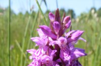Rietorchis, Nieuw Wulven, Gewone Rietorchis