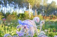flora in rijp, Nieuw Wulven