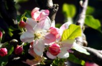 appelbloesem, Houten, appelbloesem
