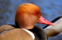 krooneend, Houten, Krooneend