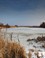 winter in de Oostvaardersplassen