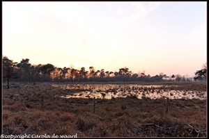 strijbeekse heide