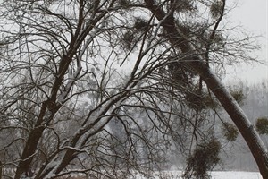 winter in Ingendael
