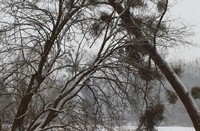 winter in Ingendael
