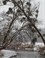winter in Ingendael