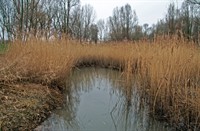 Rietkraag in de Visserijgriend
