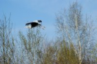 blauwe reiger, hilvarenbeek, een vliegende blauwereiger