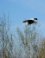 blauwe reiger