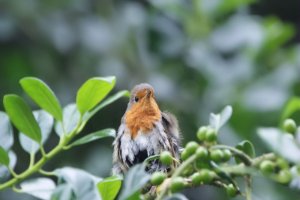 roodborst/robin