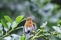 roodborst/robin, tuin, een roodborst