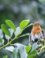 roodborst/robin