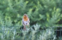 rood, tuin in tilburg, Roodborst
