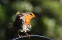 roodborst, tilburg, de roodborst