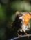 roodborst