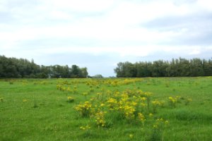 Groen2