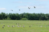 vogels