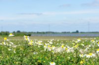 bloemen
