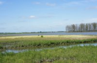 Biesbosch