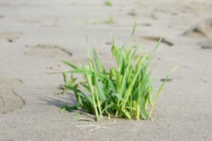 gras