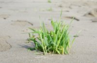 gras, Natuurgebied Loevestein-Munnikenland, H Bremer