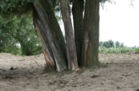Stam, Natuurgebied Loevestein-Munnikenland, H Bremer