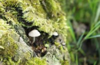 Paddestoeltje, Natuurgebied Loevestein-Munnikenland, H Bremer