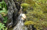 MosEnPaddestoeltje, Natuurgebied Loevestein-Munnikenland, H Bremer