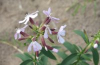 Bloemen, Natuurgebied Loevestein-Munnikenland, H Bremer