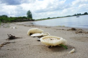 Paddestoelen