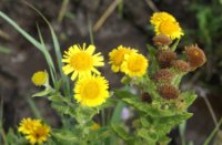 Bloemen
