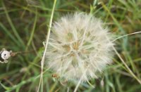 Pluis van paardebloem
