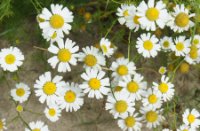 bosje bloemen