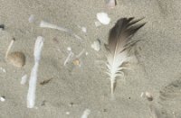 Strand collage
