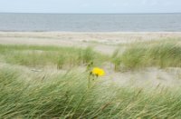 Kwade Hoek: duinen voor de natuurliefhebber